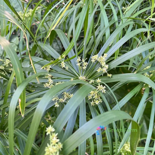 500 seeds cyperus - 500,