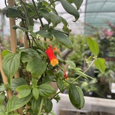 Manettia Inflata - Brazilian