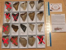 AMAZING VALUE.... 100% GENUINE MEGALODON SHARKS TOOTH FOSSIL IN DISPLAY BOX!