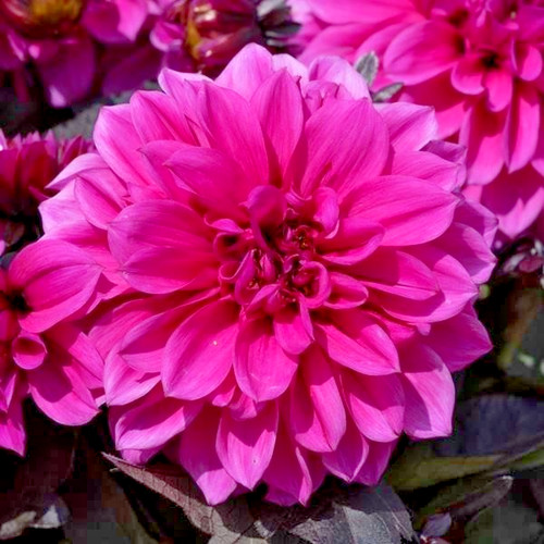 Dahlia gardenetta lilac - dahlia,