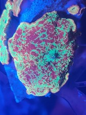  jawbreaker Mushroom   coral