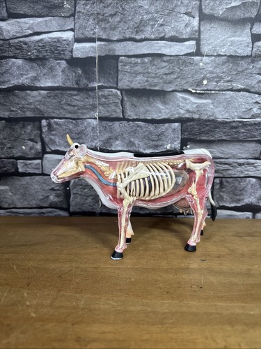 Master vision cow anatomy - master,