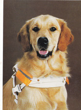 Golden Retriever Guide Dog Postcard unused VGC