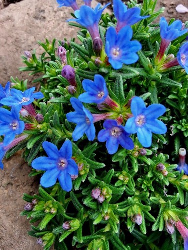 Lithodora rockery pond - rockery,