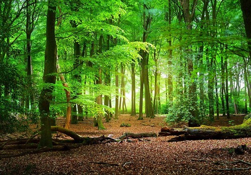 Haosphoto 5x3ft spring - haosphoto,