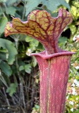 Sarracenia moorei jsl25 - sarracenia,