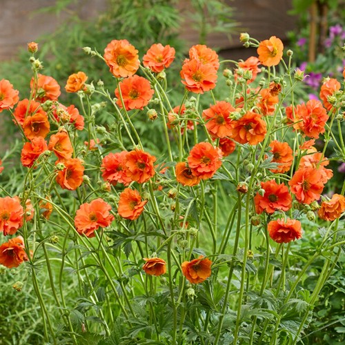 Geum tropical tempest avens - tropical,