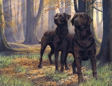 Beech Boys By Nigel Hemming