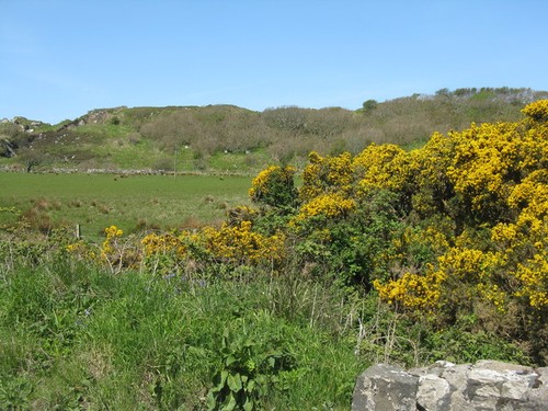 Photo 12x8 gorse grass and - 12x8,