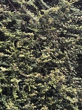 Lonicera Plants X 5, Evergreen, Robust/Fast Growing, Ideal For Hedging/Topiary