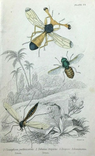 Crane fly jardine naturalist - jardine's,