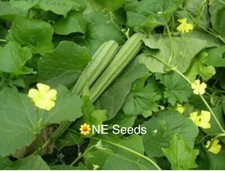 🌼 Bangladeshi, Indian Ridge