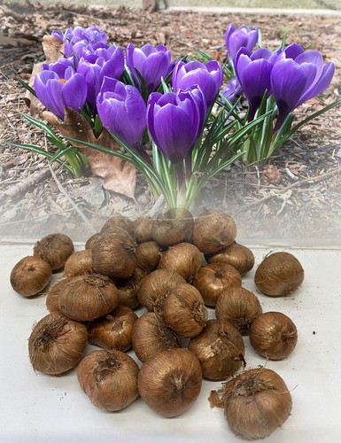1000 remembrance crocus - 1-1000,