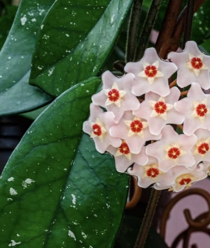Hoya carnosa fresh - carnosa, 1×