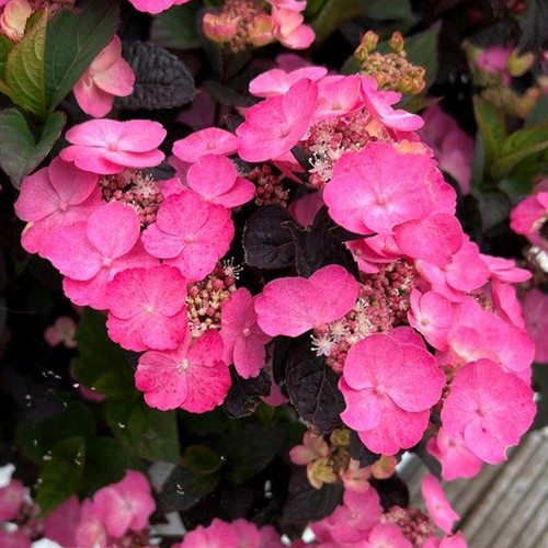 Hydrangea daredevil hardy pink - daredevil,