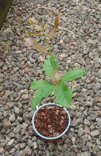Quercus robur english - english, tree