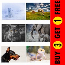 Cats dogs zoo animals birds - cats,