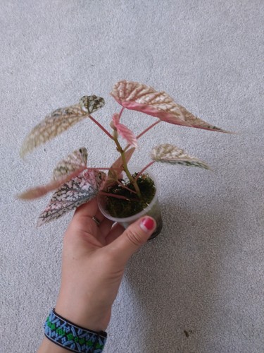 Begonia snowcap pink - begonia,