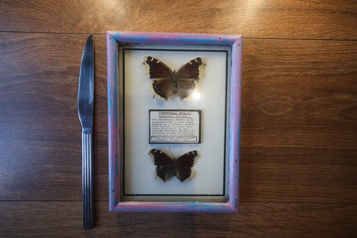 Butterfly taxidermy frame - in,