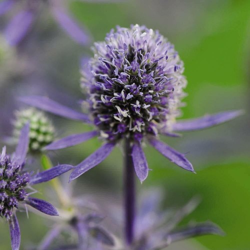 Eryngium planum blue - planum,