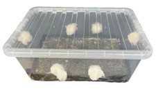 MUSHROOM GROWING KIT