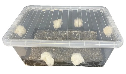 Mushroom growing kit - mushroom,