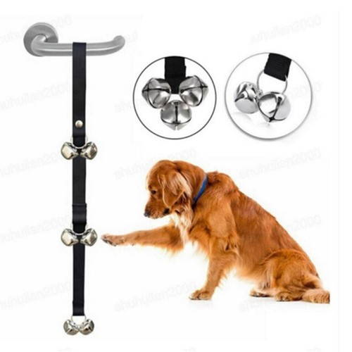 Pet dog potty training - dog,