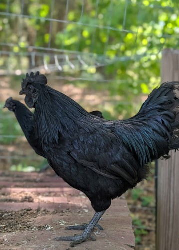 Rare chicken fertile hatching - chicken,