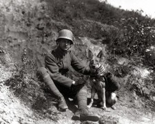 German War animals World War I