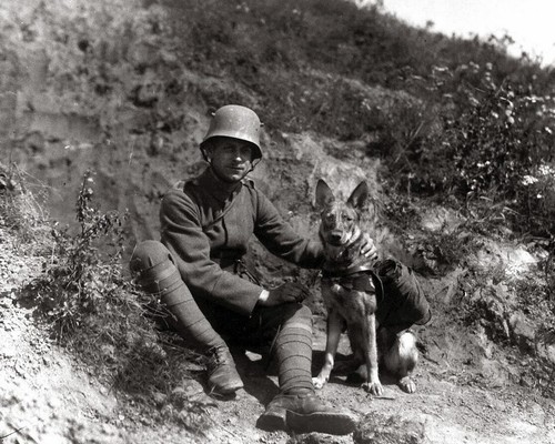 German war animals - german, world