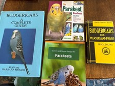 4 Budgerigar And Parakeet