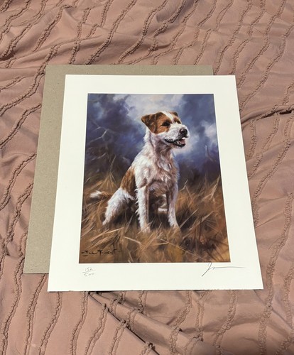 Jack russell terrier dog - russell,