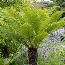 Tree Ferns, Dicksonia Antarctica, Exotic Woodland Plants, 3 x 9cm Pots