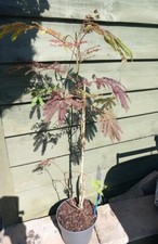 2-2.5ft-ish ALBIZIA JULIBRISSIM Silk Tree SUMMER CHOCOLATE 19cms Pot Hardy