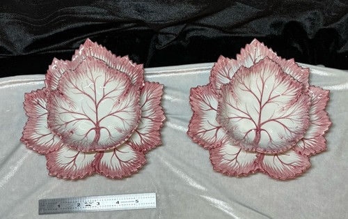 Pink white cabbage leaf - white,