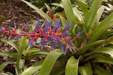 Duble Cloak Bromeliad -