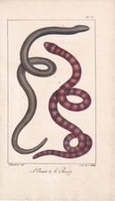 1834 SLOW WORM Print - Hand-Coloured Antique - Snake Wall Art - 5.8 x 8.9 Inches