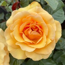 Rose 'Robert's Rose '