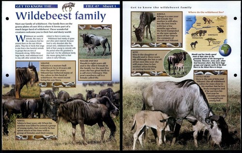 Wildebeest family get to - family, #1