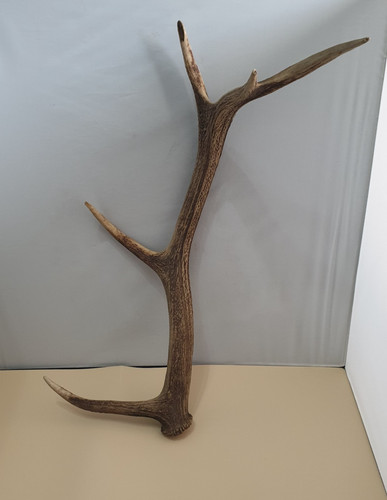 Large deer point antler - large, 5