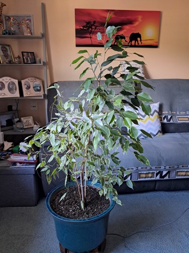 Ficus golden king tree - king,