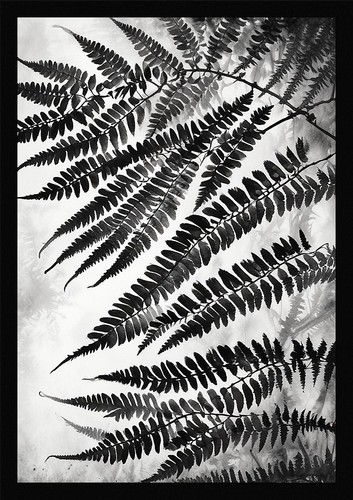 Fern fronds art beautiful - fern,