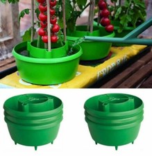 Tomato plant halo - tomato,
