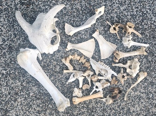 Big bundle sheep bones - bundle,