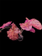 Red Tiger Lotus (Large Size)