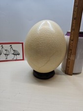 Real Ostrich Egg 6" Tall Great