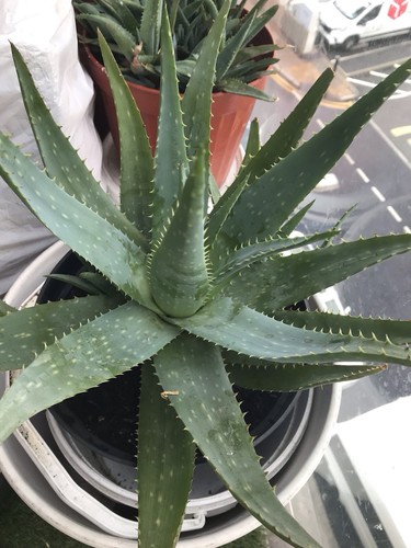 Large aloe vera - aloe,