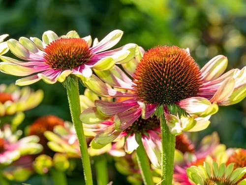 Coneflower echinacea green - coneflower,,