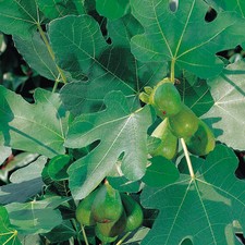 T&M Fig Fruit Plant Brown