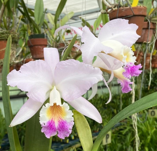 Cattleya mendelii species - cattleya,